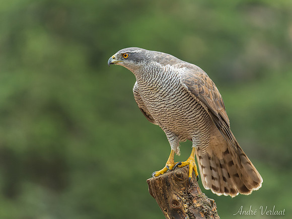Havik / Northern Goshawk - Oss