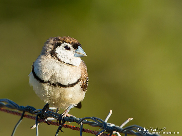 Bichenows Astrild / Double-barred Finch - Highfields