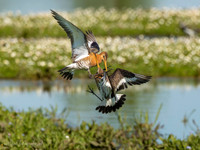 Grutto / Black-tailed Godwit - Wognum