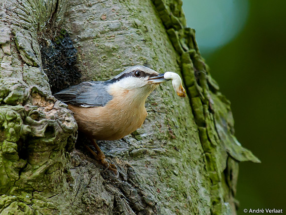 Boomklever / Nuthatch - Stevensbeek