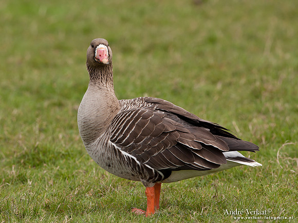 Grauwe Gans / Greylag Goose - Schardam