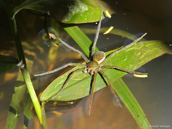 Spin / Spyder - La Selva Biological station - Sarapiquí, Costa Rica