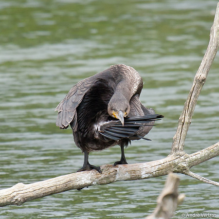 Aalscholver / Great Cormorant - Lepelaarplassen
