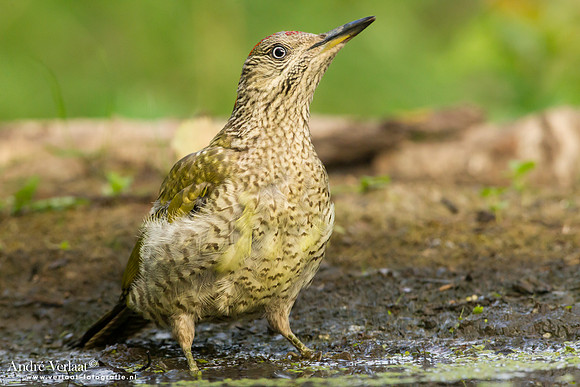 Groene Specht / Green Woodpecker - Tiszagyenda