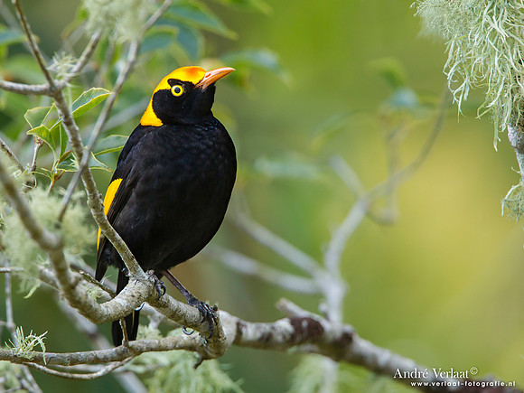 Geelnekprieelvogel / Regent Bowerbird - Lamington Park