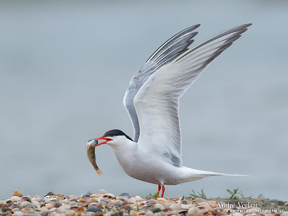 Visdief / Common Tern - Den Helder