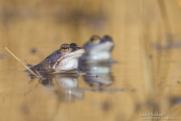 Heikikker / Moor frog - Kootwijk