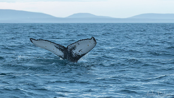 Whale Watching - Husavik