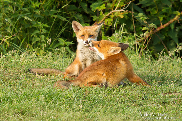 Vos / Red Fox - Zoetermeer