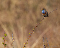 Blauwborst / Bluethroat - Den Helder