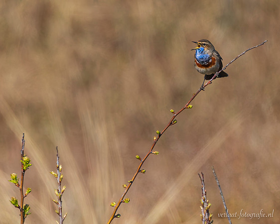 Blauwborst / Bluethroat - Den Helder