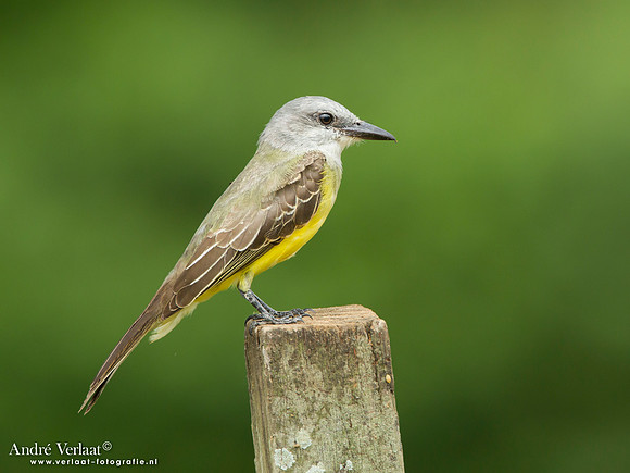 Tropische Koningstiran / Tropical Kingbird - Peperpot