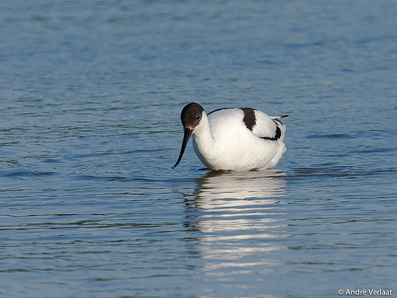 Kluut / Pied Avocet - Leekermeer