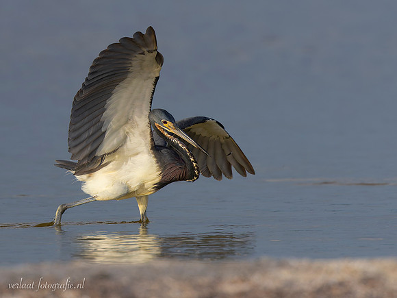 Witbuikreiger / Tricolored Heron - Rio Lagartos