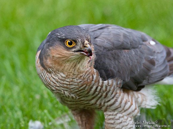 Sperwer / Sparrowhawk - Wognum