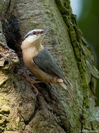 Boomklever / Nuthatch - Stevensbeek