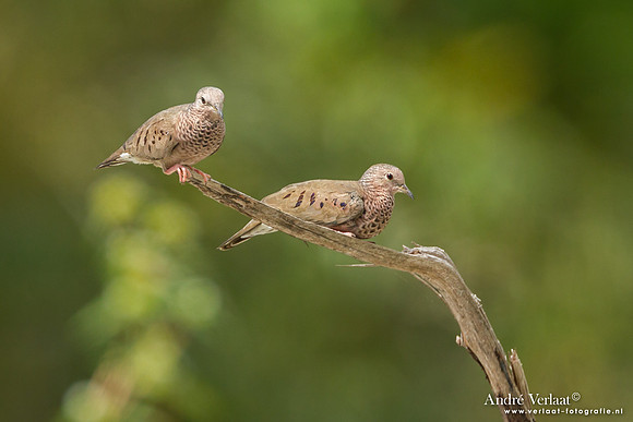 Musduif / Common Ground Dove - Hannover Savanne