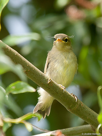 Tjiftjaf / Northern Chiffchaff - Lepelaarplassen