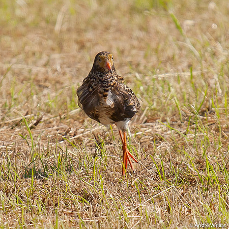 Kemphaan / Ruff - Zeevang