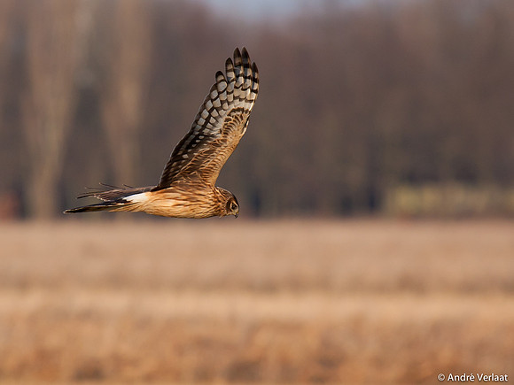 Blauwe Kiekendief / Hen Harrier - Zeewolde