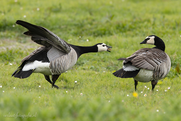 Brandgans / Barnacle Goose - Wognum