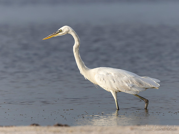 Grote Zilverreiger / Western Great Egret - Rio Lagartos