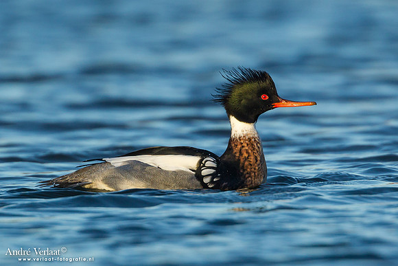 Middelste Zaagbek / Red-breasted Merganser - Den Oever