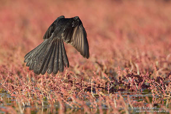 Tuinwaaierstaart / Willie Wagtail - Bowra Sanctuary