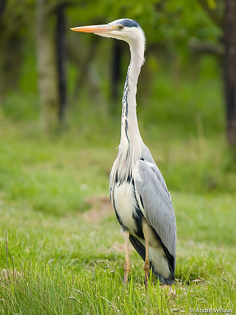 Blauwe Reiger / Grey Heron - Leekermeer
