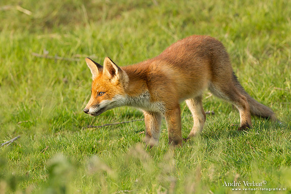 Vos / Red Fox - Zoetermeer