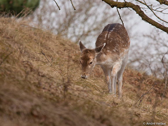 Damhert / Fellow Deer - Amsterdamse Waterleidingduinen, The Netherlands