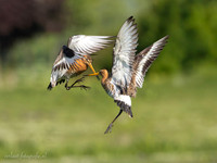 Grutto / Black-tailed Godwit - Wognum