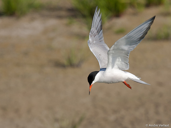Visdief / Common Tern - Aartswoud
