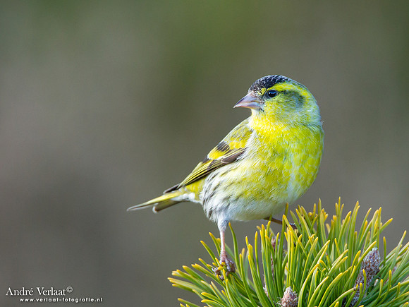 Sijs / Siskin - Lemelerberg