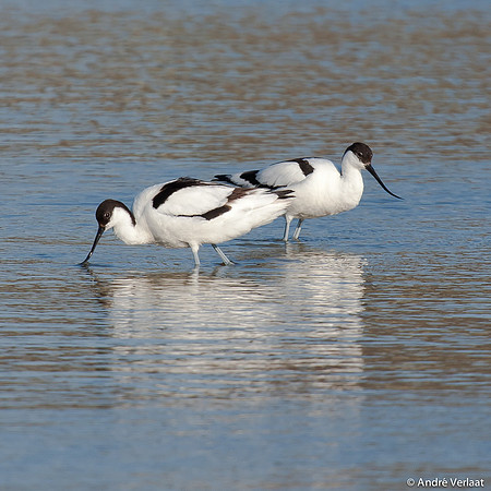 Kluut / Pied Avocet - Leekermeer