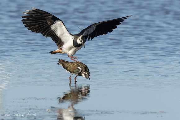 Kievit / Lapwing - Wieringermeer