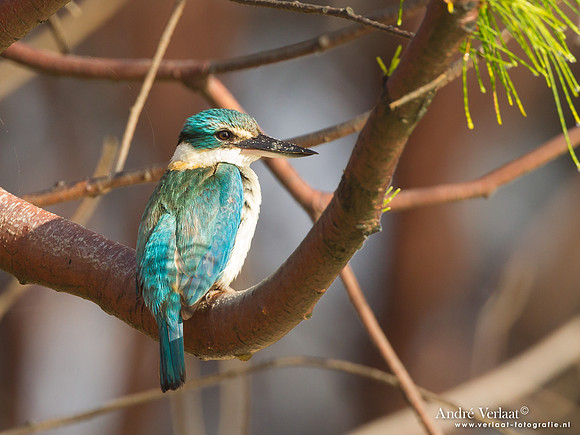 Heilige IJsvogel / Sacred Kingfisher - Fraser Island