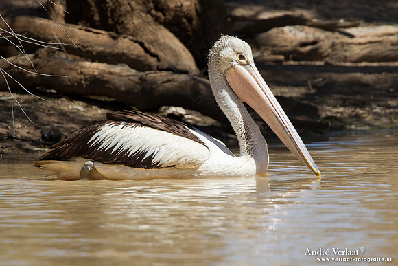 Australische pelikaan / Australian Pelican - Bowra Sanctuary