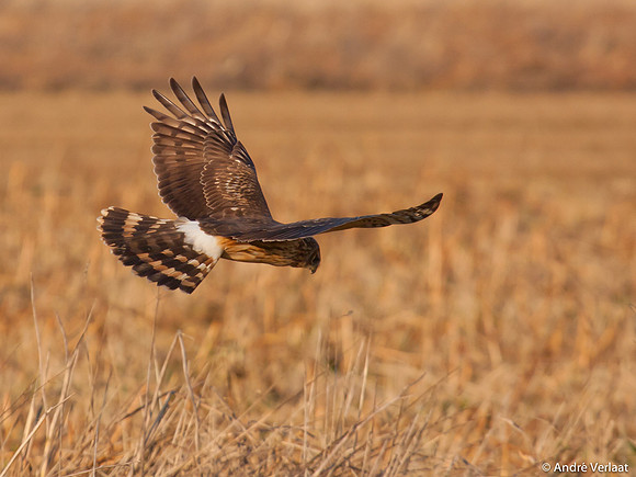 Blauwe Kiekendief / Hen Harrier - Zeewolde