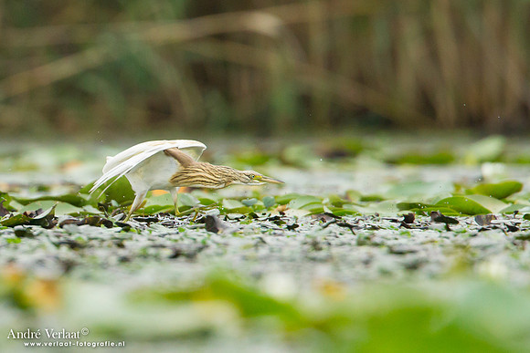Ralreiger / Squacco Heron - Hortobagyi Nemzet Park