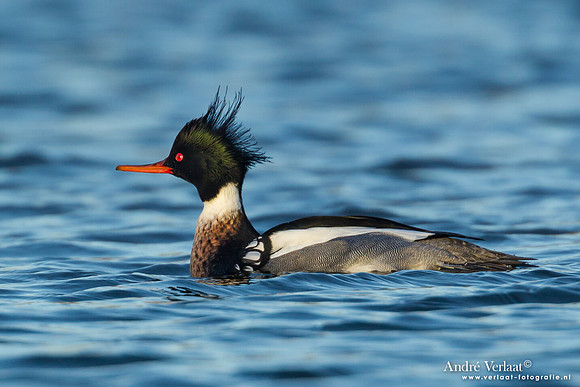 Middelste Zaagbek / Red-breasted Merganser - Den Oever