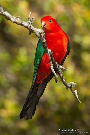 Australische Koningsparkiet / Australian King Parrot - Lamington Park