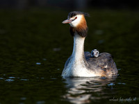 Fuut / Great Crested Grebe - Wognum