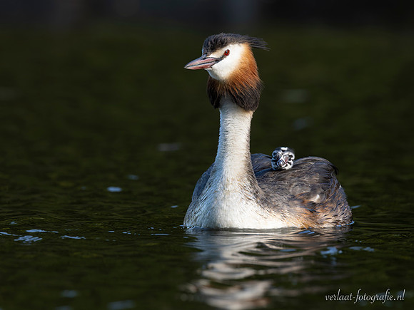 Fuut / Great Crested Grebe - Wognum