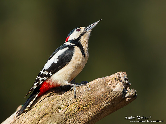 Grote Bonte Specht / Great Spotted Woodpecker - Lemelerberg