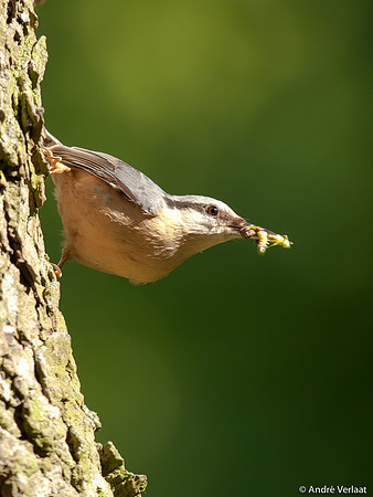 Boomklever / Nuthatch - Stevensbeek
