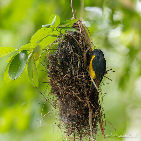 Geelkeelorganist / Yellow-throated Euphonia - El Cedralito