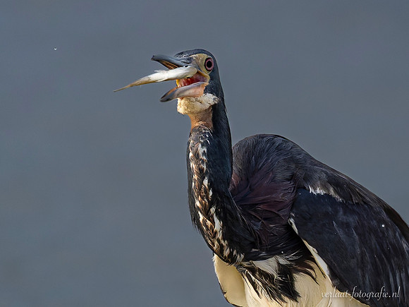 Witbuikreiger / Tricolored Heron - Rio Lagartos