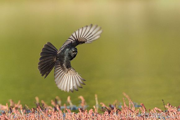 Tuinwaaierstaart / Willie Wagtail - Bowra Sanctuary