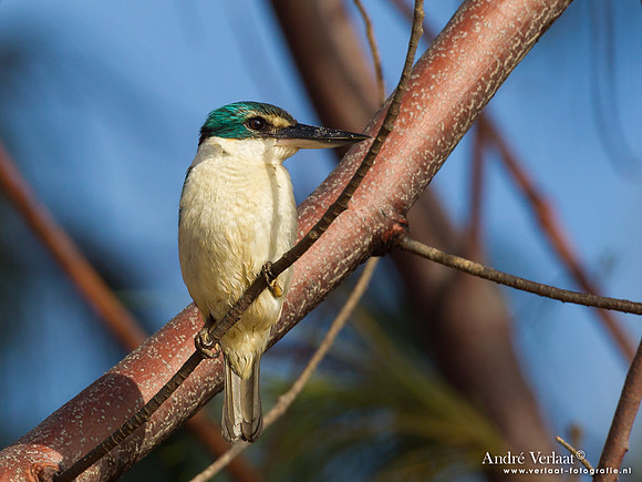 Heilige IJsvogel / Sacred Kingfisher - Fraser Island